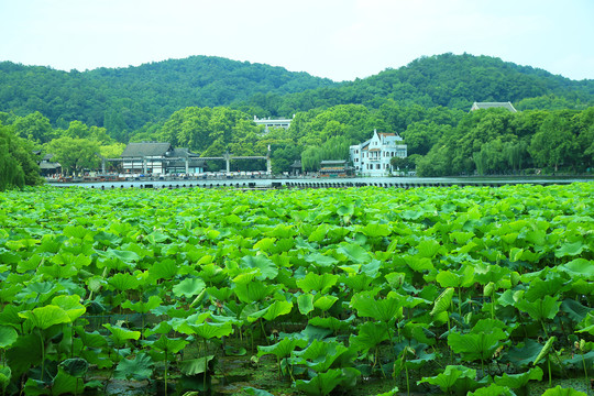 曲院风荷景区