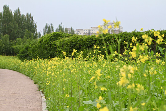 油菜花