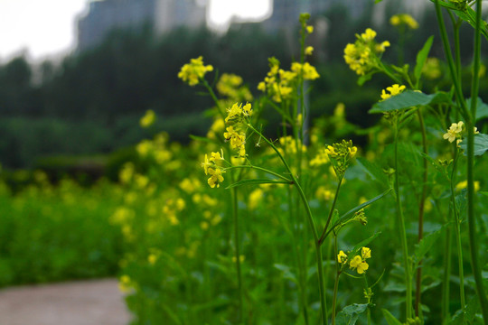 油菜花