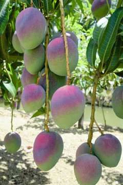 芒果芒果园芒果树