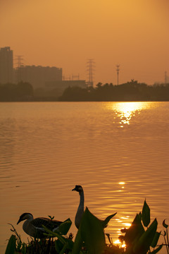 夕阳下的鸭子