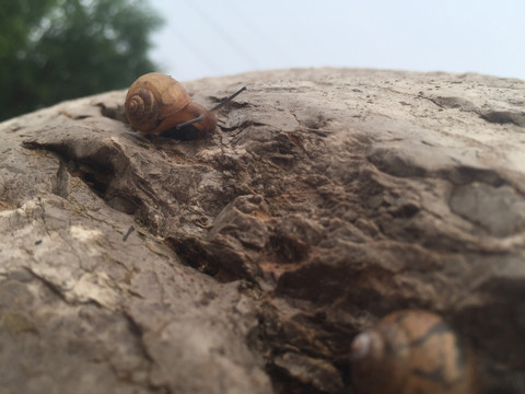 石头上的活体蜗牛可爱