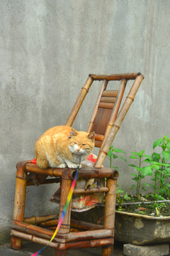 川西竹椅上打瞌睡的家猫