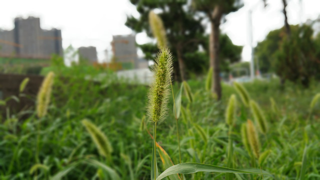 路边的狗尾草