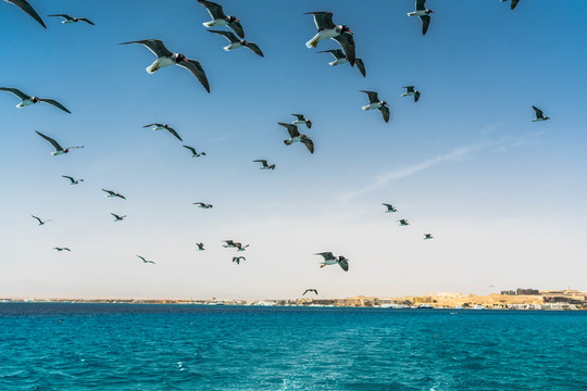 非洲埃及红海空中飞翔的海鸥