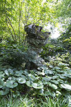 常州东坡园景观石