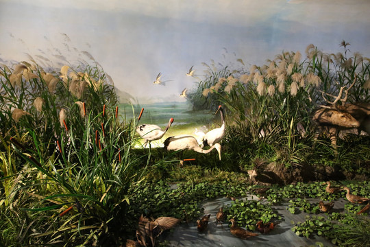 湿地鹤标本