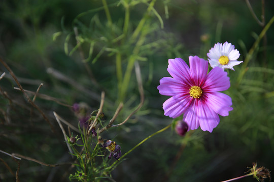 小花