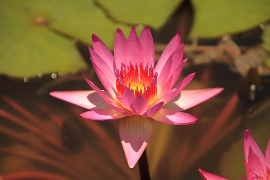 睡莲