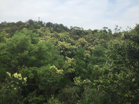 新会圭峰山