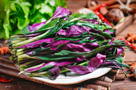 紫红背菜