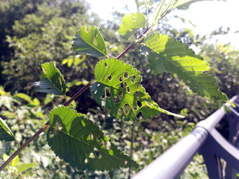 虫子啃过的树叶