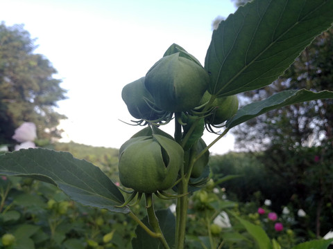 葵花木槿花