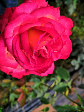 月季花