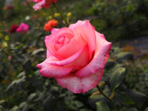 月季花