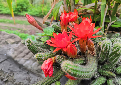 仙人球花