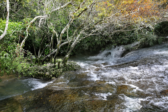 水上森林