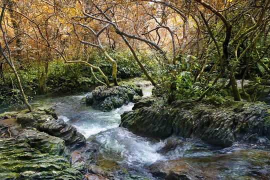 水上森林