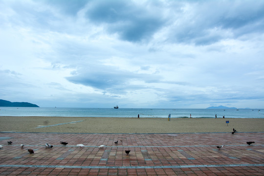 越南海滩海边鸽子