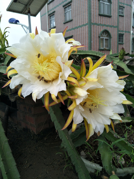 花朵花卉