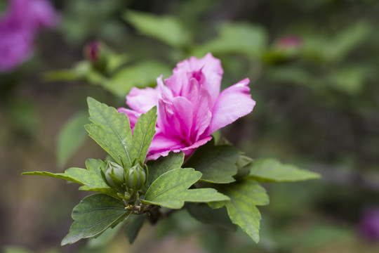 木槿花