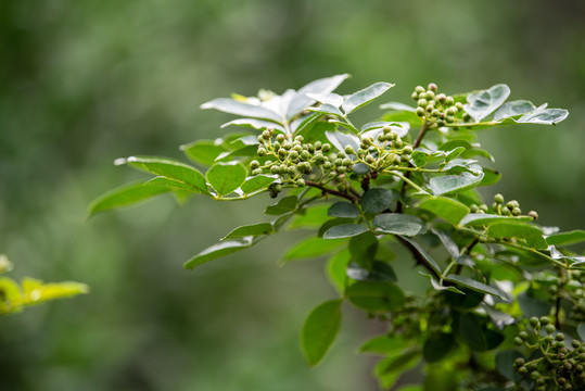 青花椒