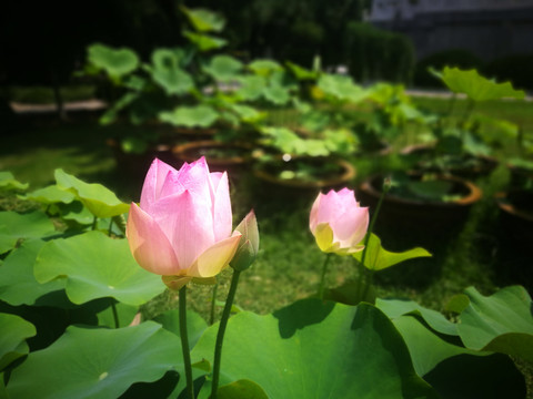 合肥包公园荷花