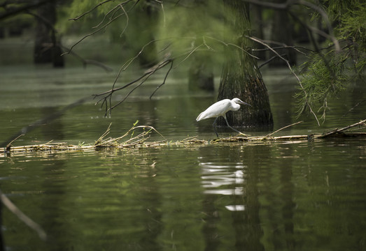 安徽来安池杉湖国家湿地公园白鹭