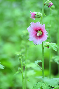 蜀葵花