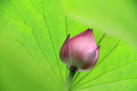 荷花花苞