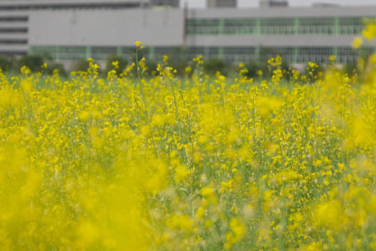 油菜花海