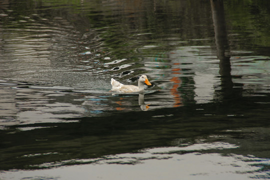 水中的白鸭子