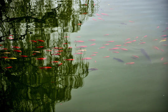 红鱼金鱼湖泊倒影