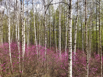 树林杜鹃花