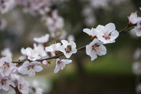 满树桃花开