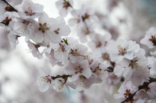 枝头桃花