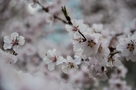 枝头桃花