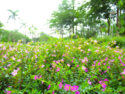 细叶萼距花