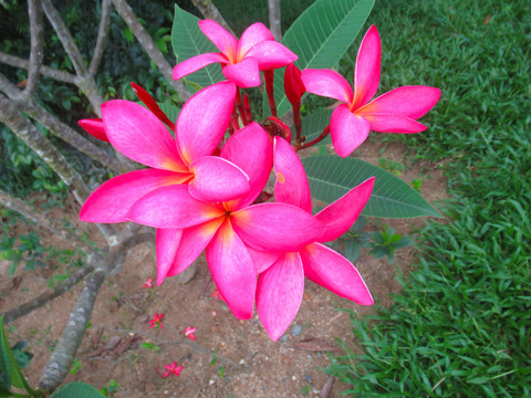 红鸡蛋花