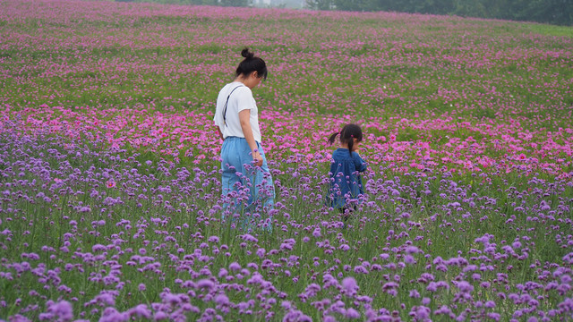 彩色花海