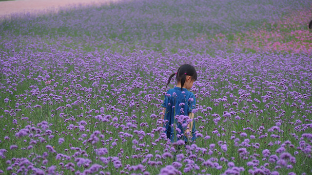 花海中的小女孩