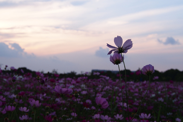 晚霞中的格桑花