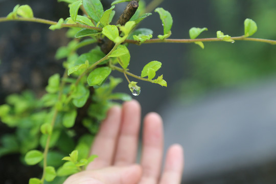 雨珠