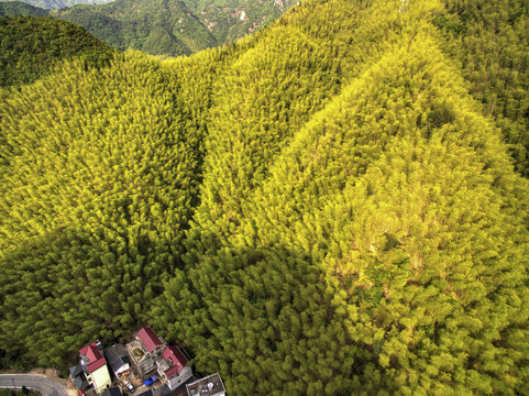 衢州药王山竹海航拍