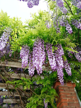 一串串盛开的紫藤花