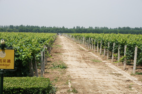 葡萄种植基地
