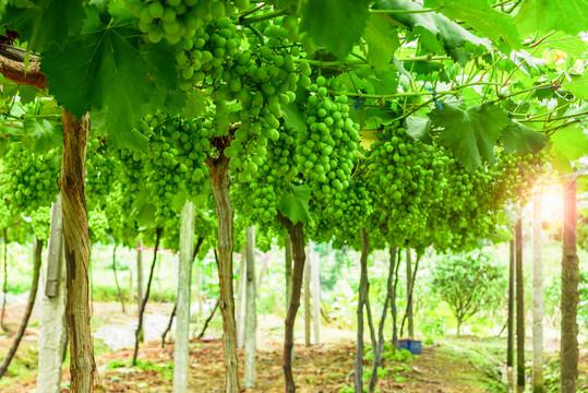 葡萄园里的绿葡萄
