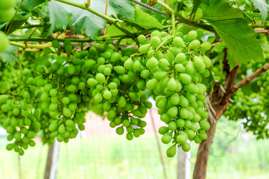 葡萄园里生长中的绿葡萄