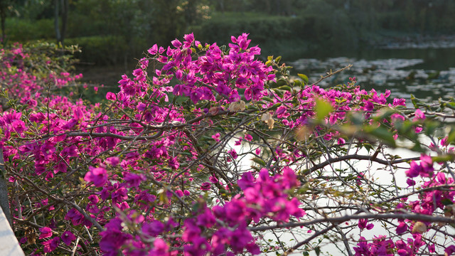 叶子花