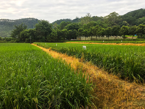 田野水稻